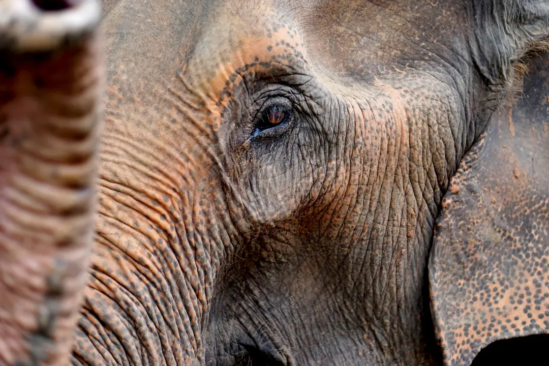 Asiatisk elefant
